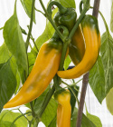 Papryka słodka ''Ora Long''