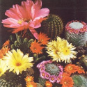 Mieszanka kaktusów, z różnymi, ekskluzywnymi gatunkami, większość kwitnąca.
