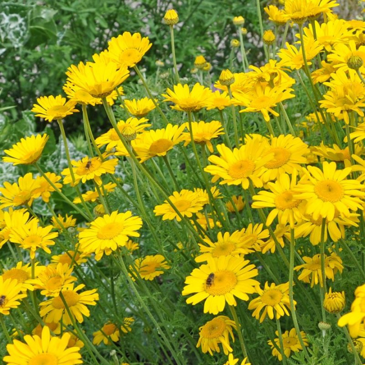 Färgkulla Kelwayi, Oliwnik, jasnożółte kwiaty. Dzielone liście