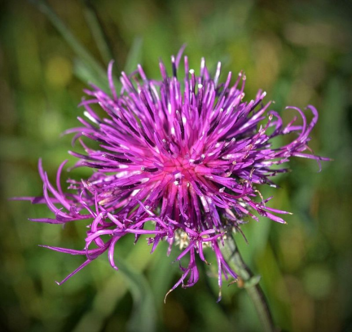 Łobodka, purpurowe koszyczki kwiatowe i piękne głęboko dwudzielne liście.