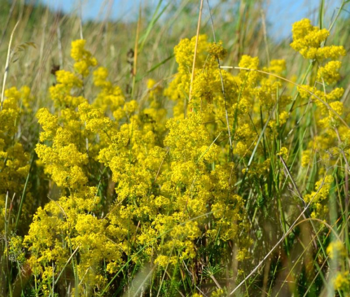 Wilczomlecz, Kłoski żółtych, jak pióropusze kwiatostanów.