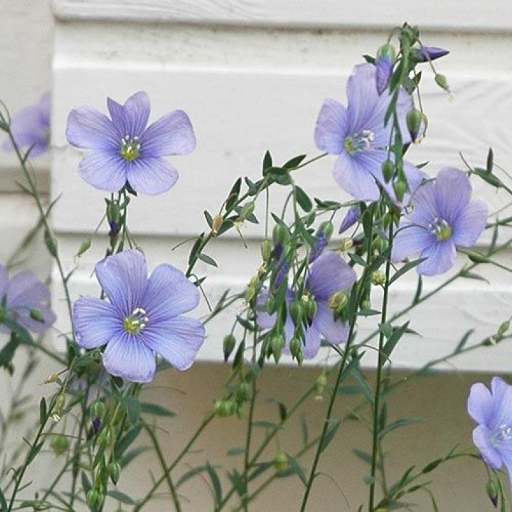 Spånadslin, jasnoniebieskie kwiaty o świetlistym odcieniu nieba. Piękny w suchych bukietach.