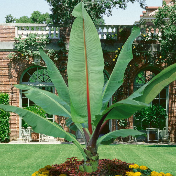 Etiopska Banan, duże jasnozielone liście z bordową główną nerwą. Otoczony czerwonymi przykwiatkami.