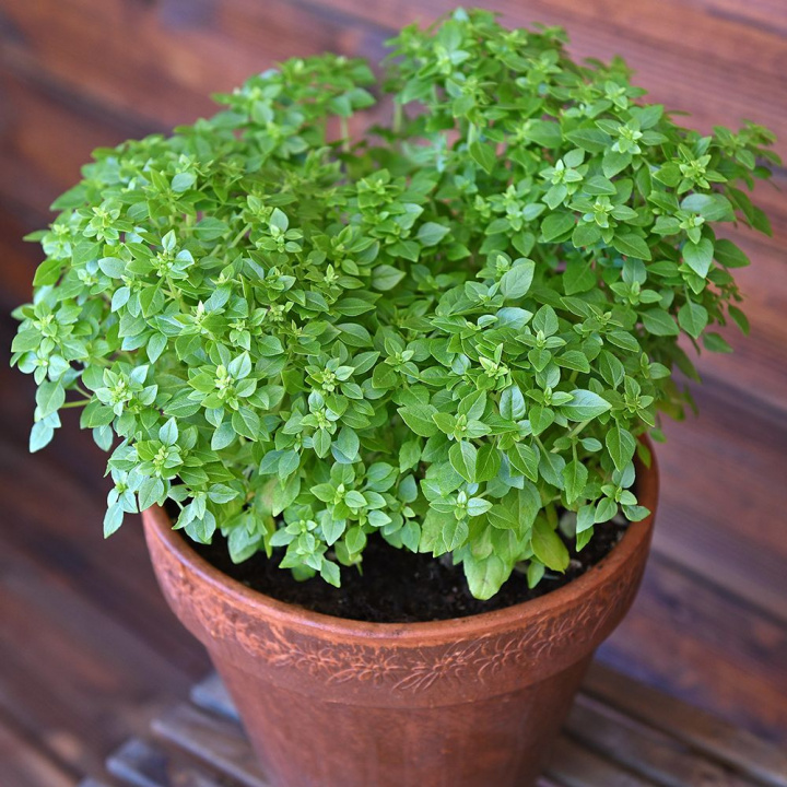 Małolistna bazylia ''Aristotle'' Małolistna jasnozielona przyprawa ziołowa, krzaczaste rośliny