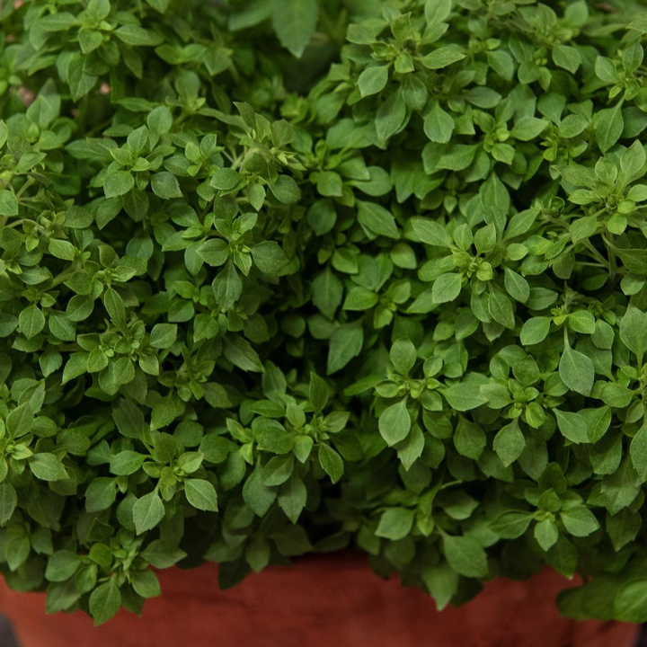 Mała bazylia liściasta 