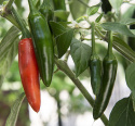 Papryka chili ''''Serrano''''