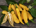 Pieprzowiec owocowy 'Hot Lemon', owoce o długości około 5-8 cm, wąskie i podłużne, z delikatną słodyczą i nutą owocowego cytrusa.