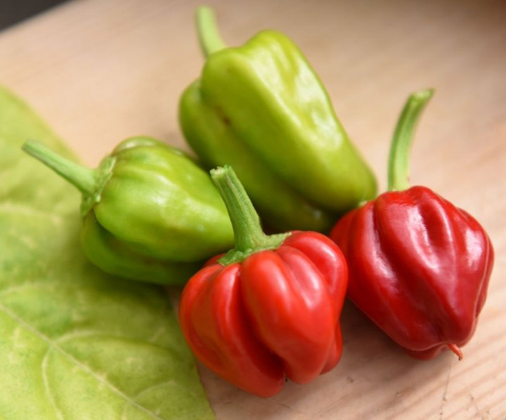 Habanero Caribbean Red papryka Habannapeppar jasnozielone, pulchne owoce, dojrzałe są czerwone