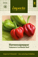 Habanero Caribbean Red papryka Habannapeppar jasnozielone, pulchne owoce, dojrzałe są czerwone