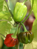 Habanero Caribbean Red papryka Habannapeppar jasnozielone, pulchne owoce, dojrzałe są czerwone