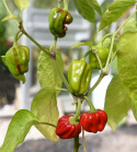 Habanero Caribbean Red papryka Habannapeppar jasnozielone, pulchne owoce, dojrzałe są czerwone