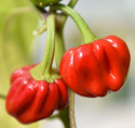 Habanero Caribbean Red papryka Habannapeppar jasnozielone, pulchne owoce, dojrzałe są czerwone