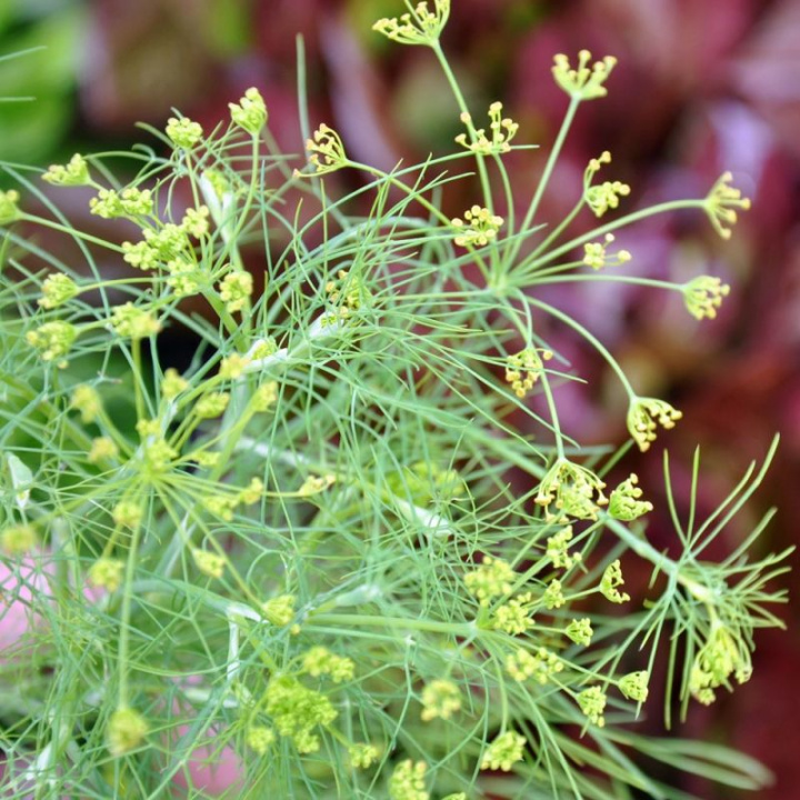Koper liściowy 'Forest', Niska, zwarta forma wzrostu. Delikatnie powcinane liście.
