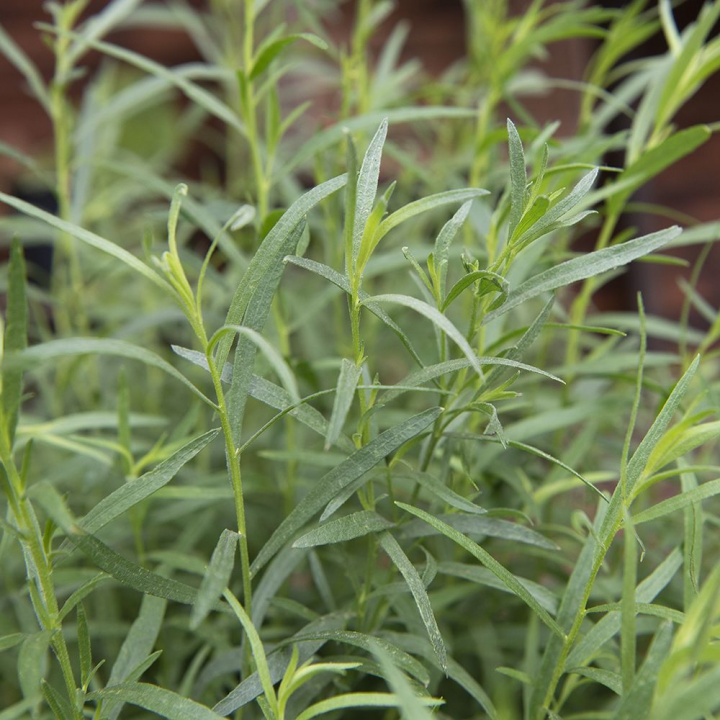 Rosły estragon, pachnący półkrzew z zielonym, delikatnie podzielonym liściem. Kwiaty żółtobiała