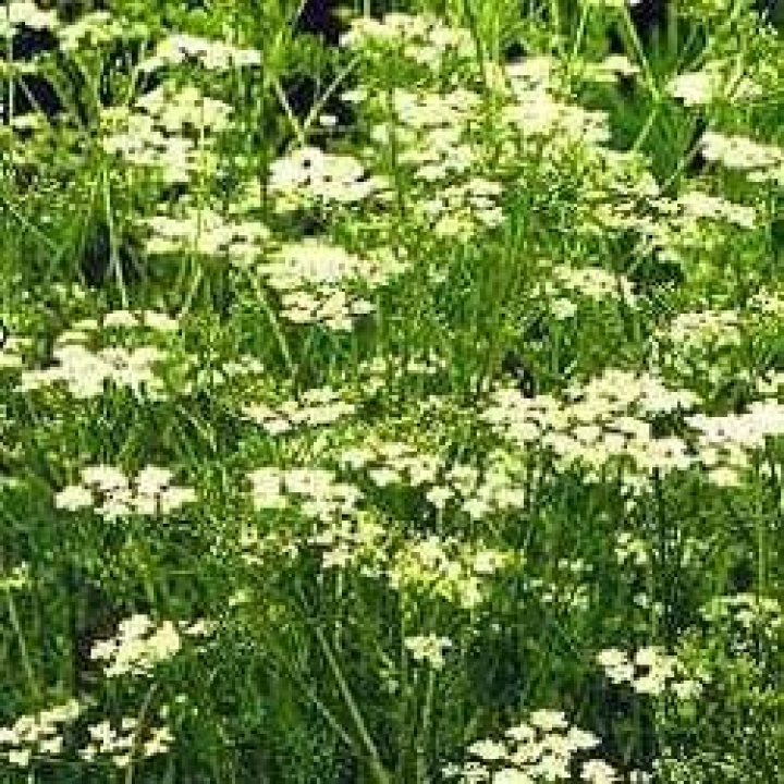 Kminek, orientalny gatunek kminku, białe kwiaty. Nasiona są używane jako przyprawa do sera.