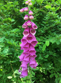 Naparstnica, forma dzika. Wysokie, różowe, wydłużone grona kwiatowe na szczycie łodygi.