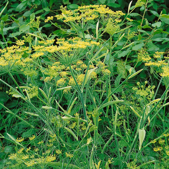 Koper włoski, Znana przyprawa, której nasiona są używane w formie suszonej. Łatwa w uprawie.