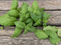 Mięta zielona, stara przyprawa, suszone liście są używane w sosach miętowych i potrawach mięsnych
