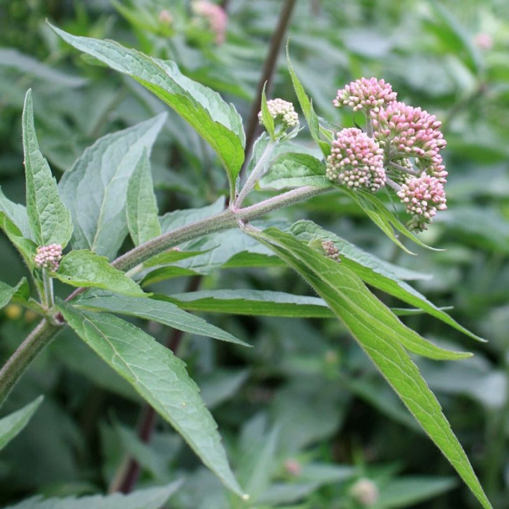 Nawłoć kanadyjska, jasno-czerwone kwiatostany w kiściach. Brązowo-czerwona łodyga, klapowane liście