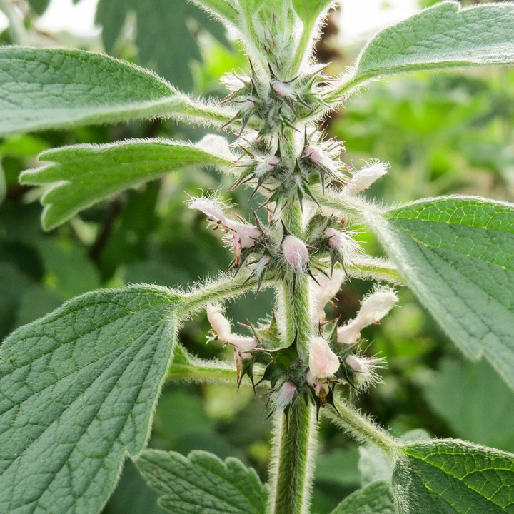 Hjärtstilla, Stara roślina lecznicza o aromatycznych liściach.