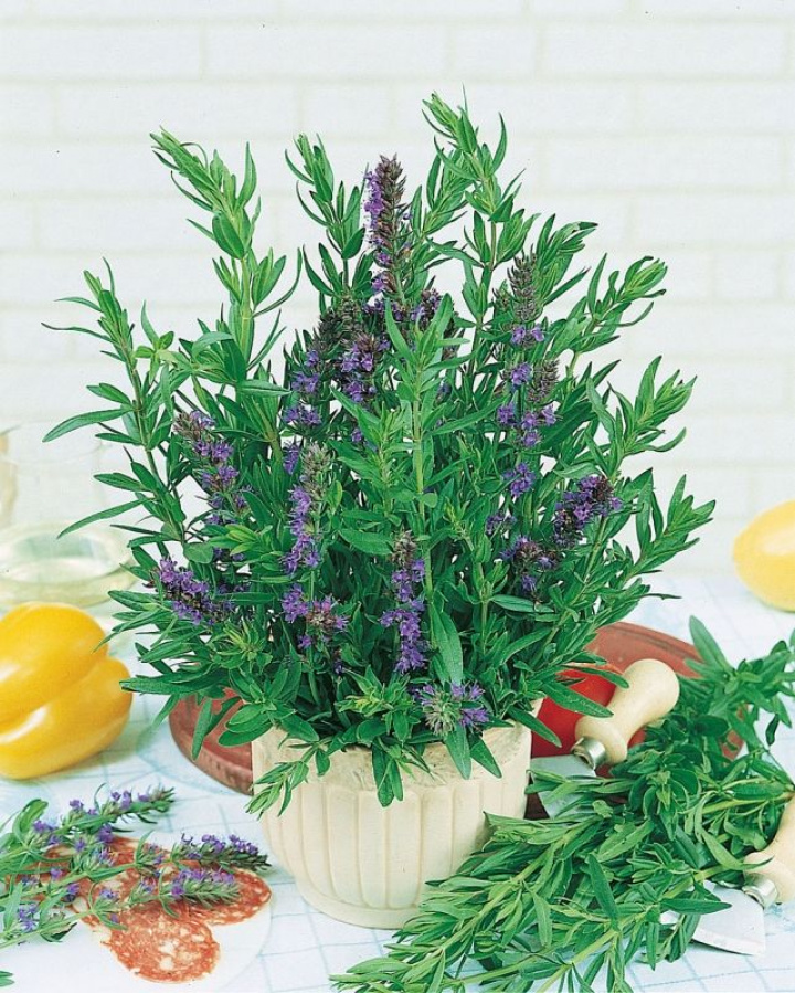 Izop, tradycyjna przyprawa ziołowa. Półkrzew o wyraźnie ciemnoniebieskich kwiatach.