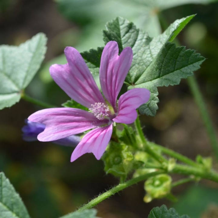 Ślaz, długie ogonki liściowe, klapowane liście. Purpuroworóżowe, ciemnożyłkowane kwiaty.