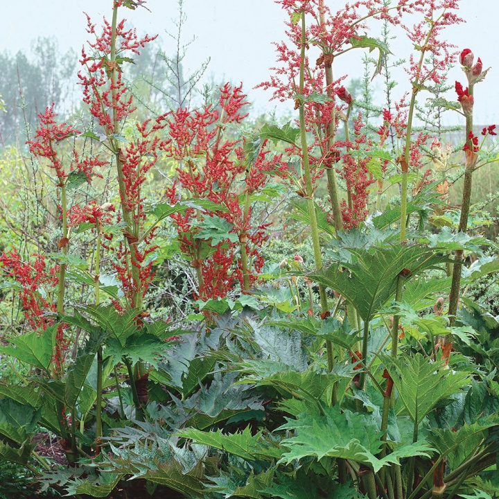 Czerwona rabarbar vejrzysta, niebiesko-zielone liście. Jasnoczerwone, różowe i białe wzniesione kwiatostany