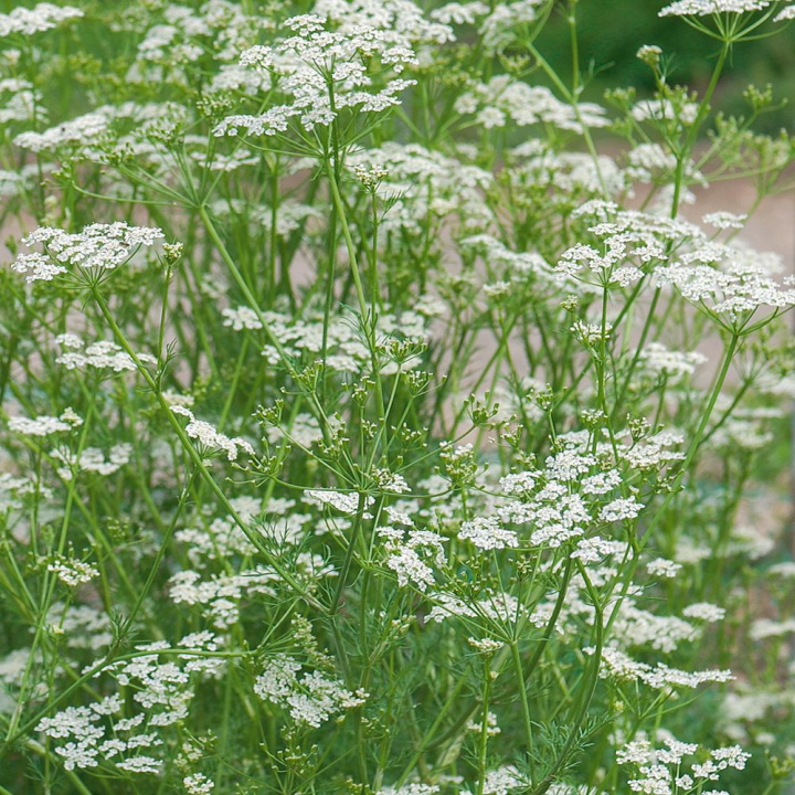 Kminek, Tradycyjna roślina przyprawowa. Używana suszona w chlebie, zupach, serze, wódce.