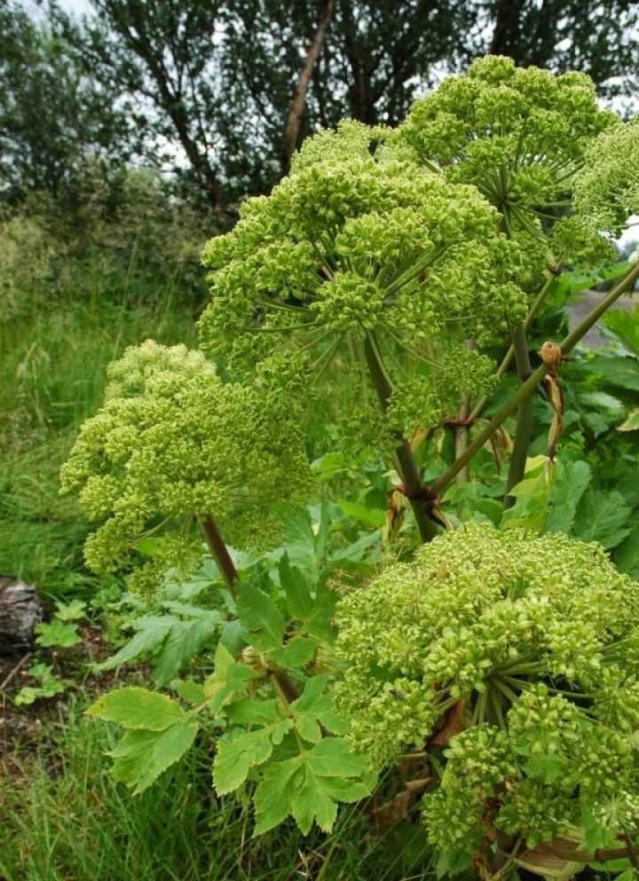 Górska pracownia Starodawne zioło kulinarne i lecznicze, żółtozielone kwiaty.