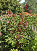 Rödkvanne Czerwonawa odmiana o głęboko czerwonych kwiatostanach i jasnozielonych liściach.
