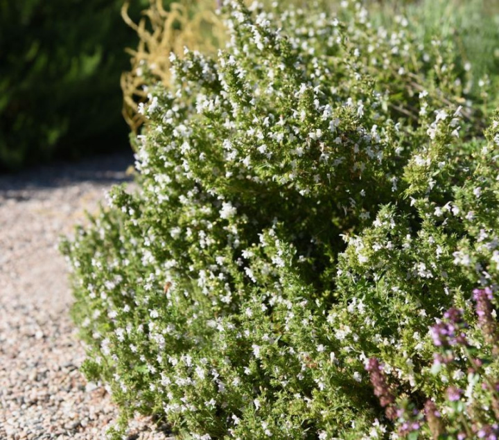 Wintercyndel, krzaczasta, wiecznie zielona bylin a z drewniejącym pniem. Jednoroczny kyndel.