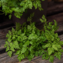 Duński koper zimowy 'Massa' o ciemnych liściach, o łagodnym, delikatnym smaku pietruszki lub anyżu.