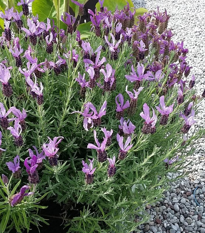 Lawenda ekranowa, fioletowo-purpurowe i różowe kwiaty. Srebrzyste, pachnące liście