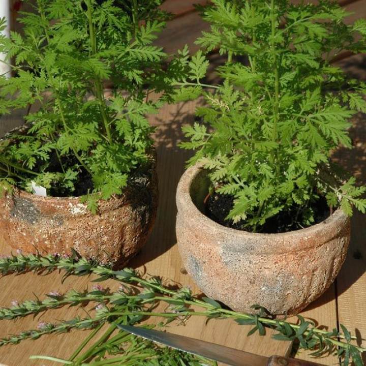 Bylica letnia, słodki zapach. Jasnozielone liście, doskonałe do suszenia. Piękna na rabacie.