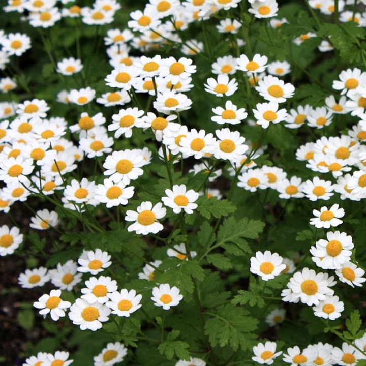 Potentilla, aromatyczne liście i pachnące białe kwiaty. Przyciąga zapylające pszczoły.