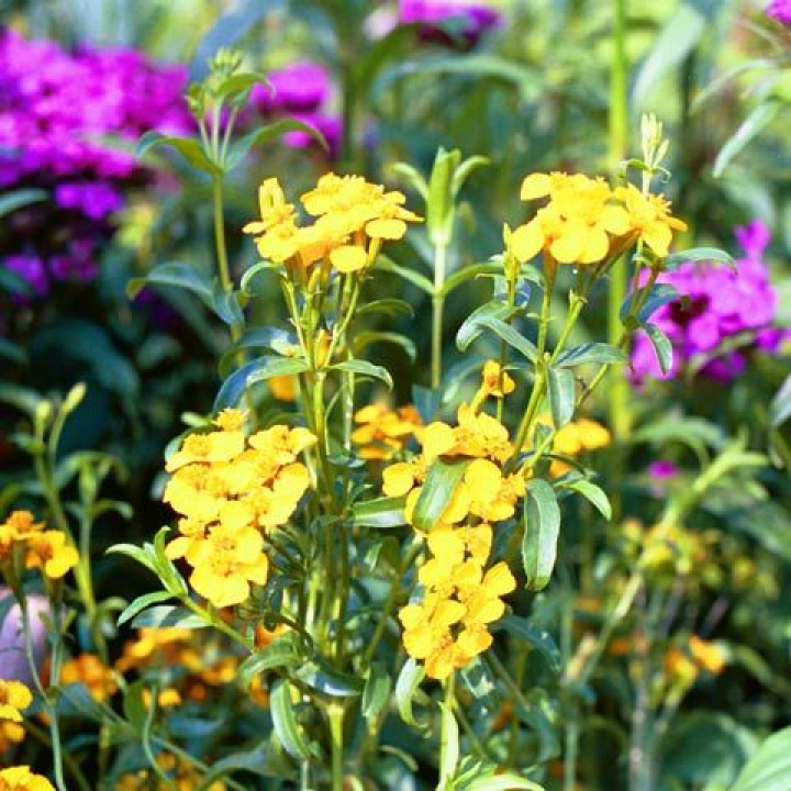 Glanstagetes, Tworzy zwarte rośliny z małymi żółtymi kwiatami przez całe lato