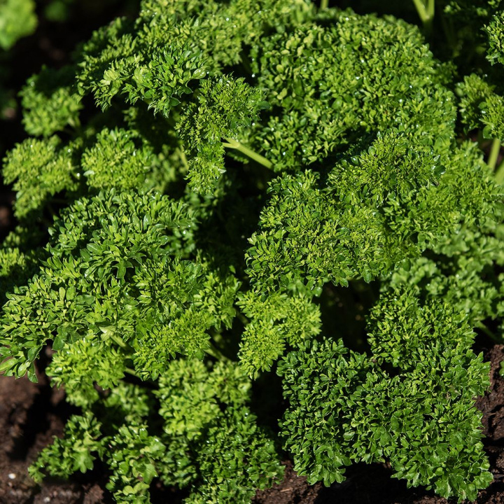 Pietruszka kędzierzawa 'Wega', ciemnozielone, średnio kędzierzawe liście. Szybko rosnące, estetyczne rośliny o dobrym plonie.