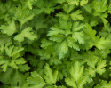 Pietruszka naciowa 'Fest', Pietruszka ziołowa o średniej wielkości, gładkich, zielonych liściach, bardzo aromatyczna i smaczna.
