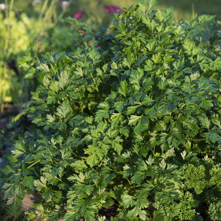 Natka pietruszki 'Gigante d'Italia', z wyjątkowo dużymi, gładkimi, ciemnozielonymi liśćmi