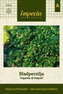 Natka pietruszki 'Gigante d'Italia', z wyjątkowo dużymi, gładkimi, ciemnozielonymi liśćmi