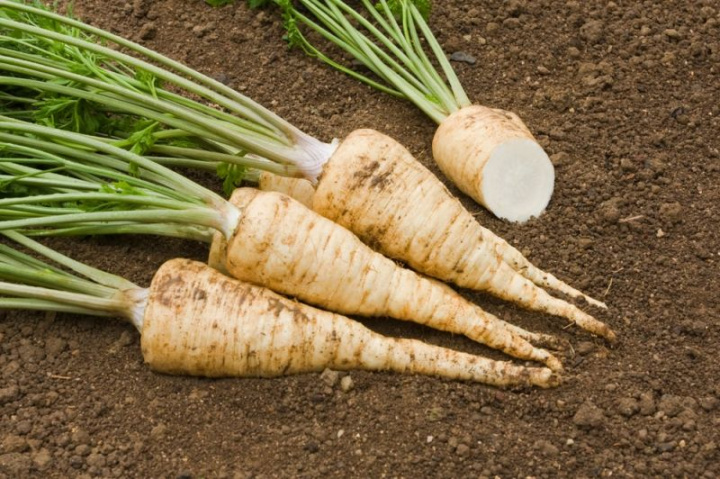 Korzeń pietruszki 'Halblange', średniej długości korzenie o wyraźnym smaku pietruszki.