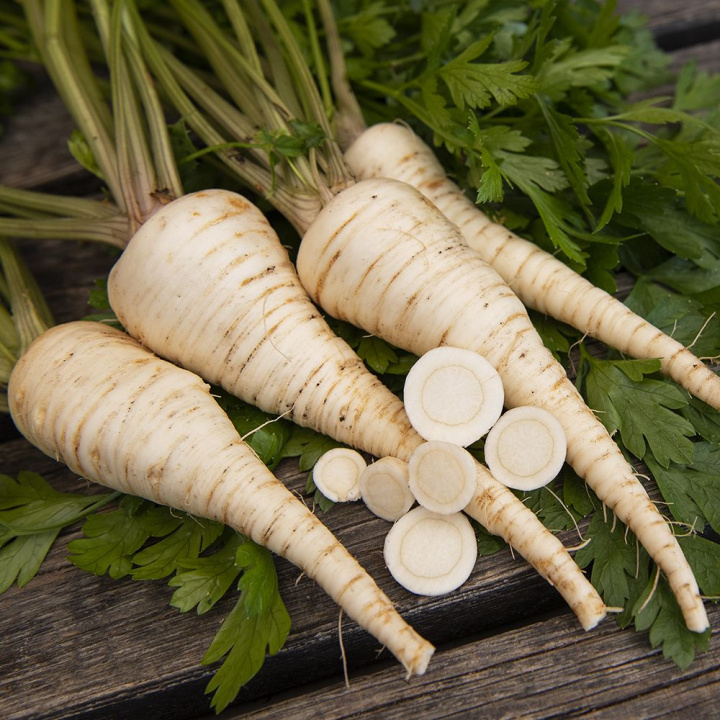 Pasternak korzeniowy ''''Konika'''' Białe, gładkie, krótsze korzenie. Chrupiąca, krucha miąższ