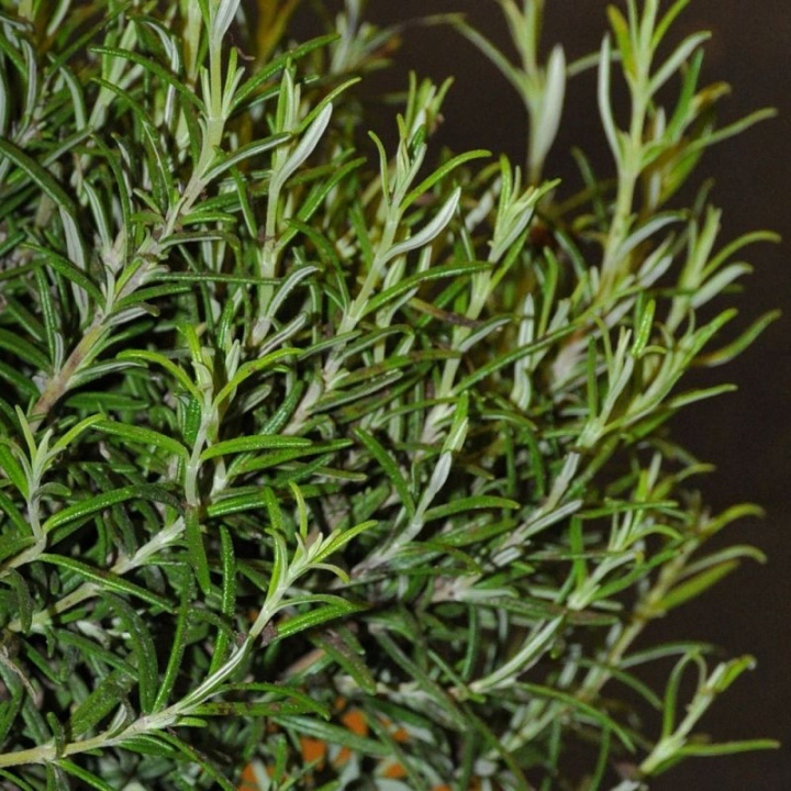 Rozmaryn, krzewiastka. Gałązki używane suszone lub świeże. Świetna roślina doniczkowa.