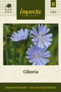 Cykoria, nordycki kwiat dziki. Koszyczki kwiatowe w kolorze błękitu chabru, kilka na każdym łodydze.