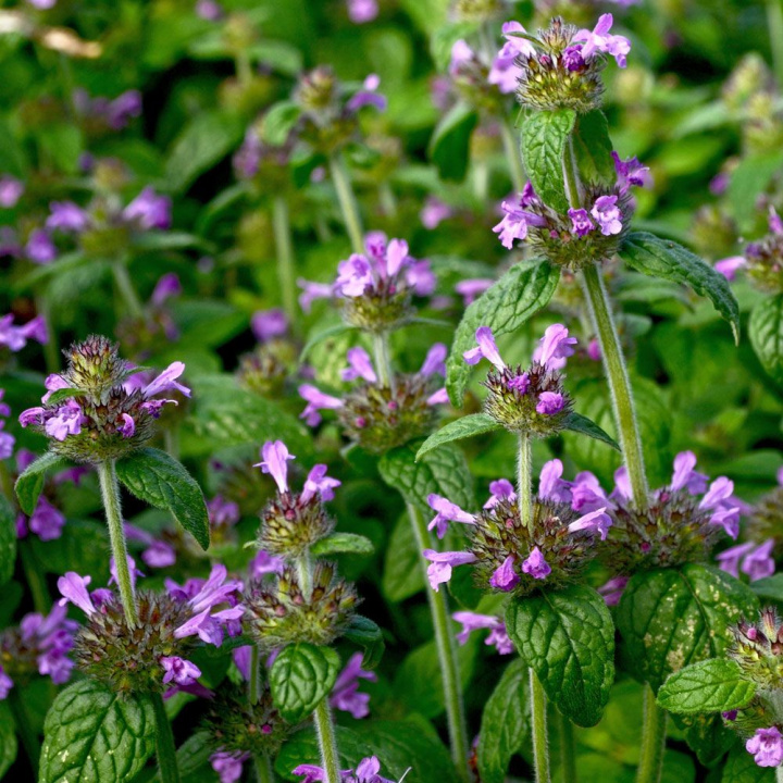 Dzika bazylia, aromatyczny półkrzew o różowych kwiatach w kształcie wieńca.