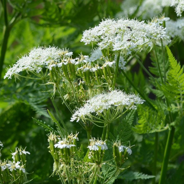 Hiszpańska pietruszka, piórkowate liście. Małe białe gwiazdkowate kwiaty w grupach.