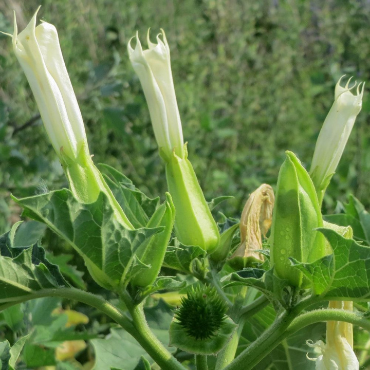 Buławnik, roślina lecznicza, białe, lejkowate kwiaty i owoce przypominające buławki