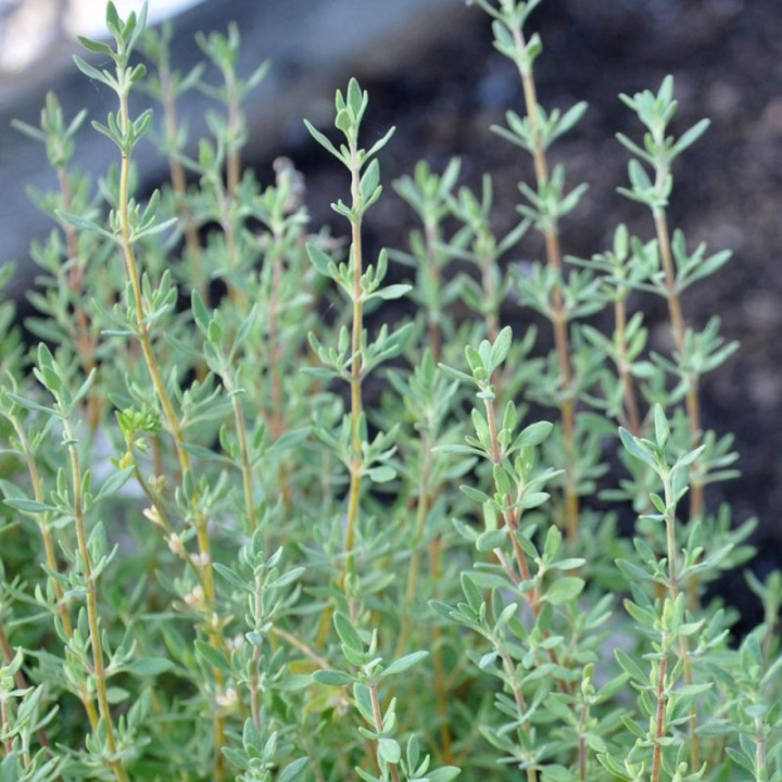 Hartstimjan aromatyczny, szarozielone liście. Półkrzew tworzący gęste rośliny
