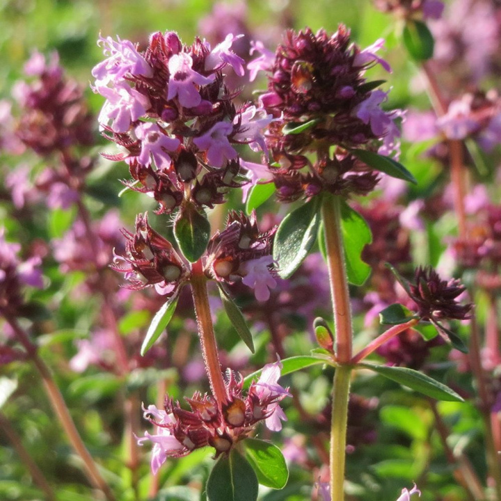 Stortimjan, jasnoczerwone kwiaty w obfitości. Zimozielony i okrywający ziemię.