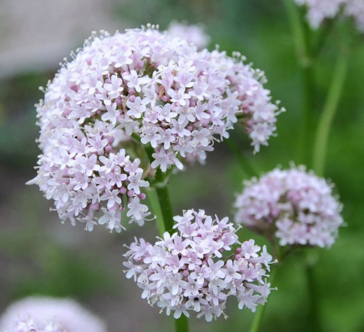 Läkekorzeń, Imponująca roślina lecznicza do ziołowego ogródka, duże jasnoróżowe baldachogrona